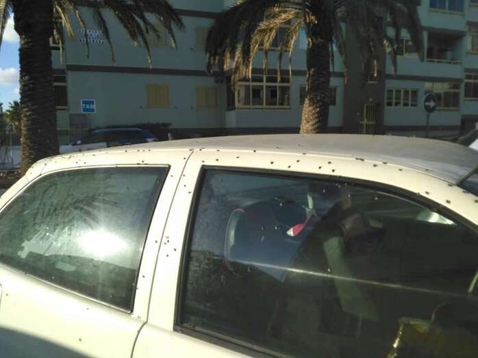 Moscas posadas sobre un vehículo en Melenara (Foto TA)